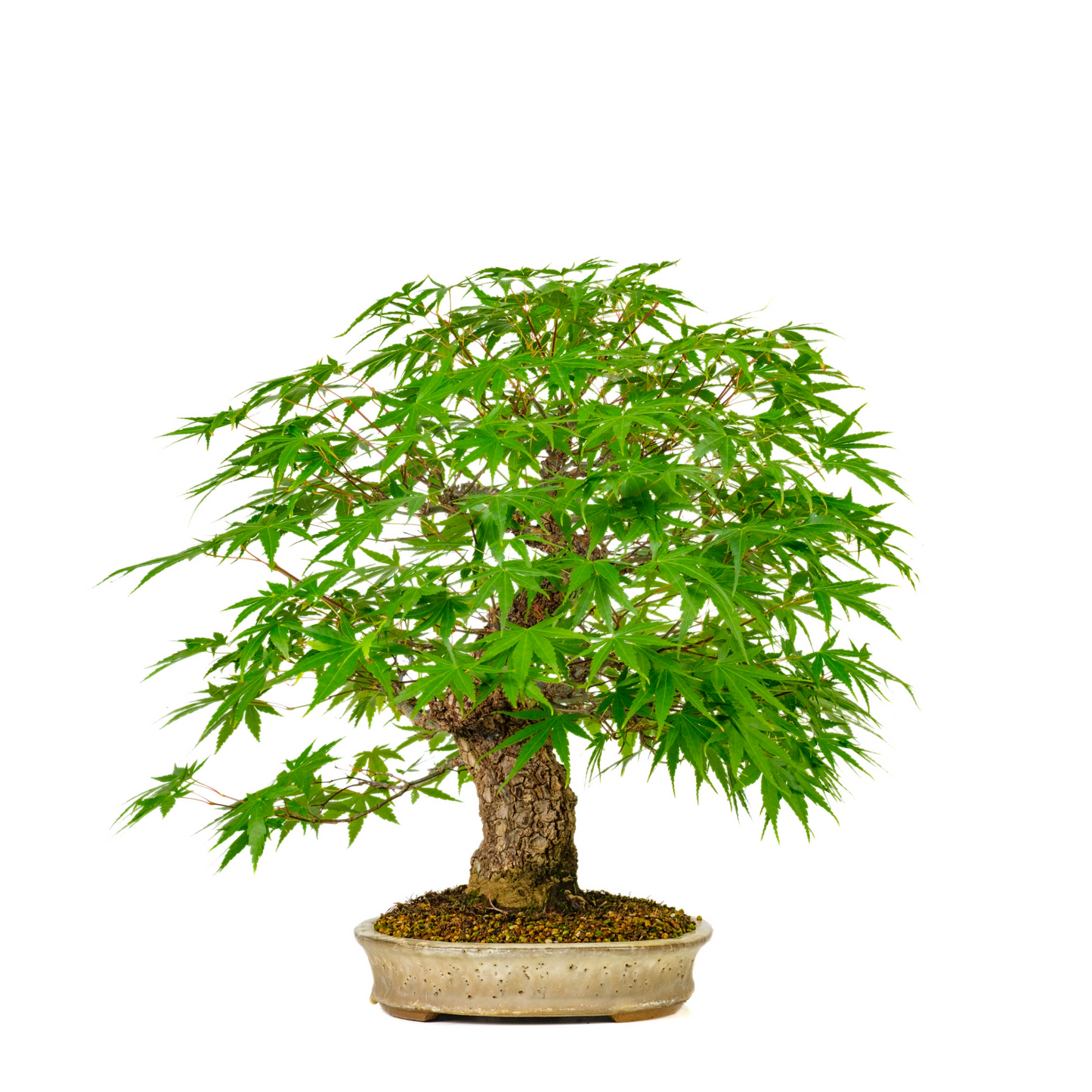 Acer palmatum 'Arakawa' (Japanse Esdoorn) No. 10, hoogte ~55cm