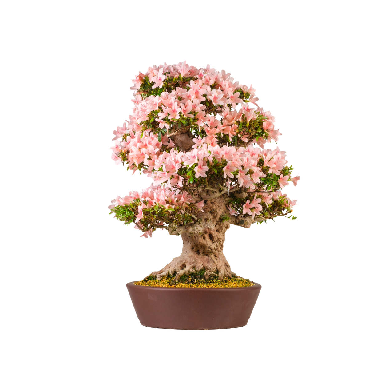 Rhododendron indicum 'Nyohozan' (Azalée) No. 94, hauteur ~75cm