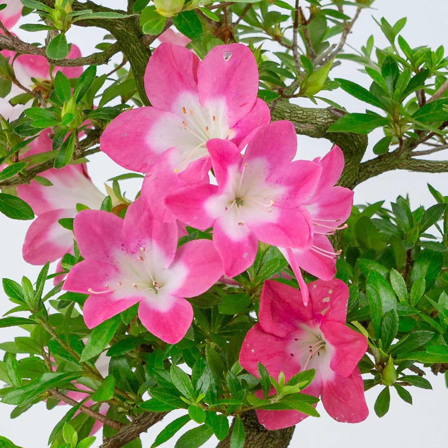 Rhododendron indicum 'Rin' (azalée satsuki), hauteur ~44cm