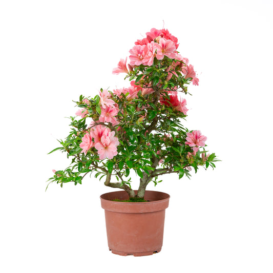Rhododendron indicum 'Misato' (azalée satsuki), hauteur ~52cm