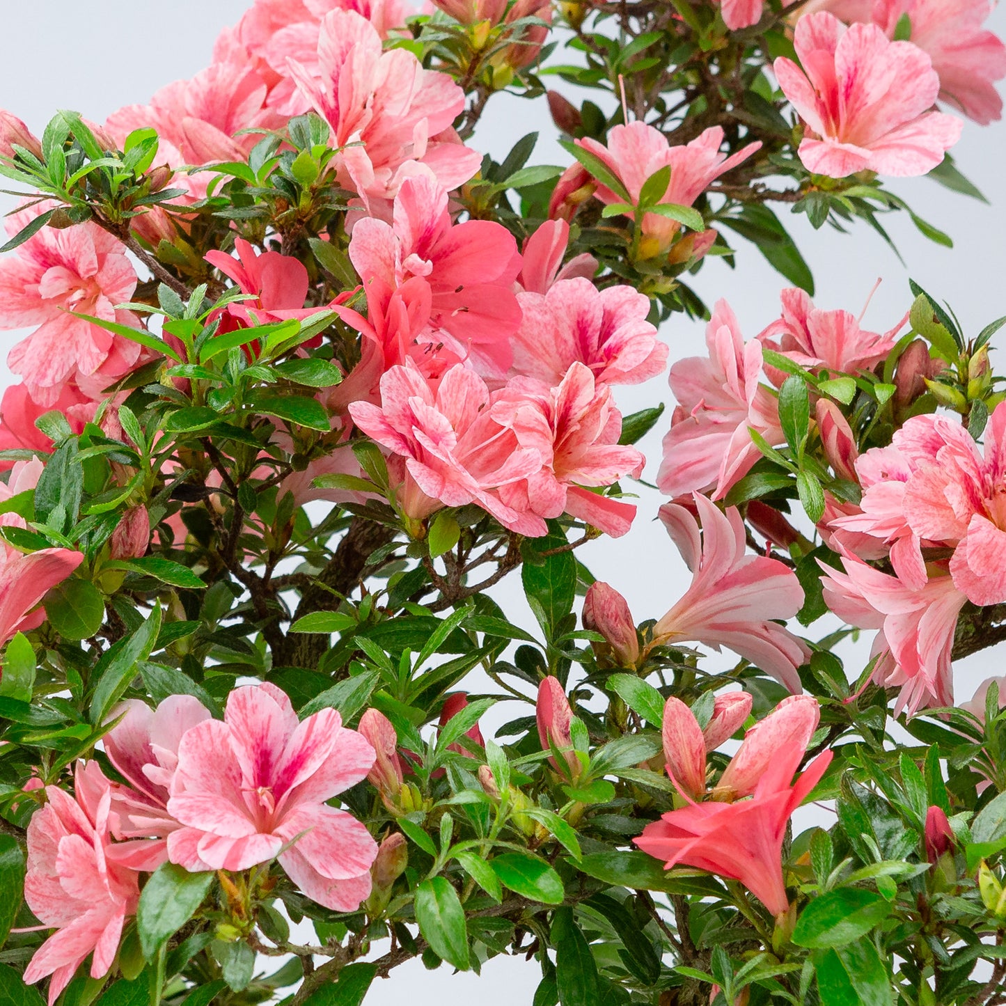 Rhododendron indicum 'Misato' (azalée satsuki), hauteur ~52cm