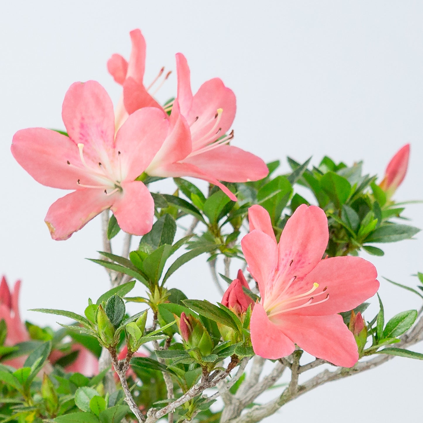 Rhododendron indicum 'Toki' (azalée satsuki), hauteur ~37cm