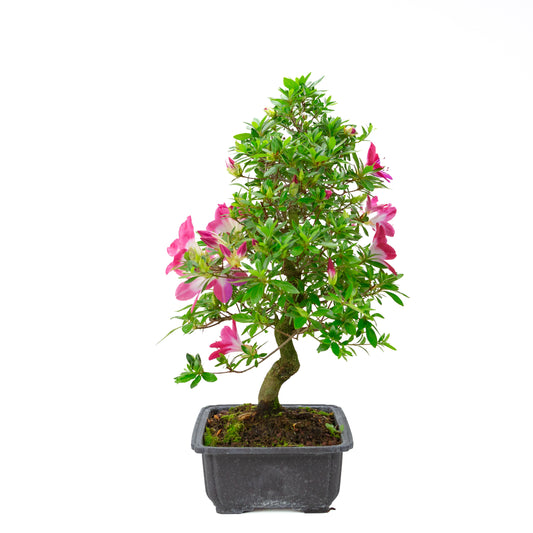 Rhododendron indicum 'Rin' (azalée satsuki), hauteur ~52cm