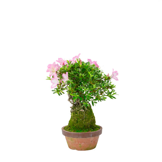 Rhododendron indicum 'Sakura Hime' (azalée satsuki), hauteur ~32cm