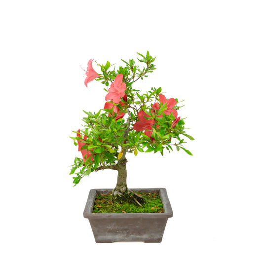 Rhododendron indicum (azalée satsuki), hauteur ~40cm