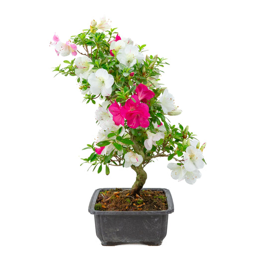 Rhododendron indicum 'Shusui' (azalée satsuki), hauteur ~48cm