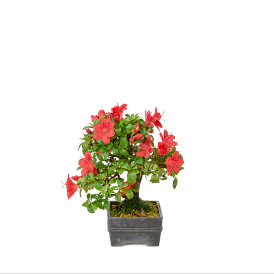 Rhododendron indicum (azalée satsuki), hauteur ~21cm