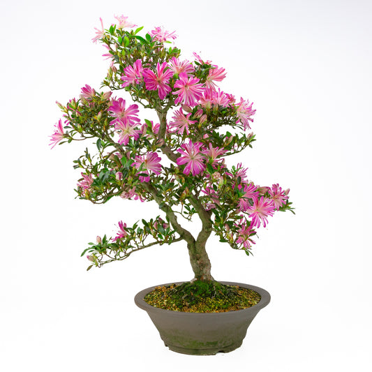 Rhododendron indicum 'Hanabin' (azalée satsuki), hauteur ~60cm