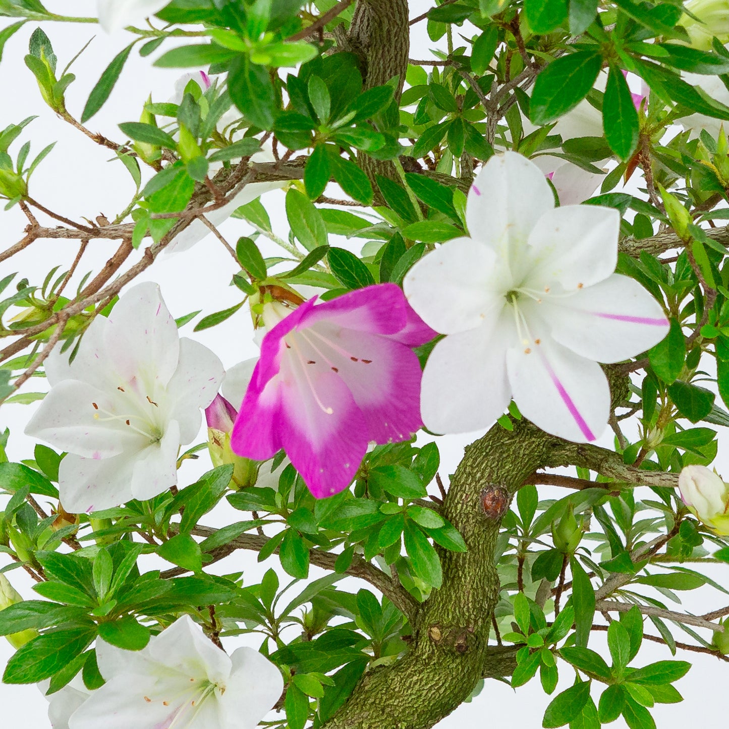 Rhododendron indicum 'Ruka' (azalée satsuki), hauteur ~47cm