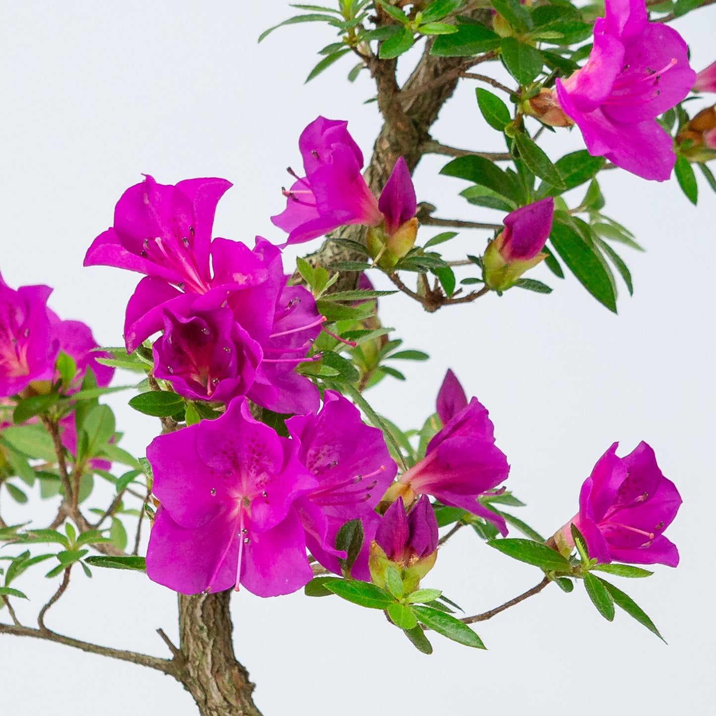 Rhododendron indicum 'Hoshi no Kagayaki' (azalée de Satsuki), hauteur ~50cm