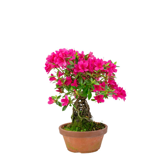 Rhododendron indicum (azalée satsuki), hauteur ~38cm