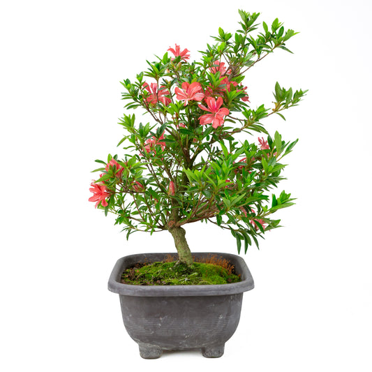 Rhododendron indicum 'Tateyama no Mai' (azalée satsuki), hauteur ~51cm