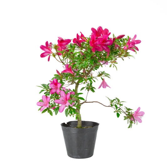 Rhododendron indicum (azalée satsuki), hauteur ~48cm