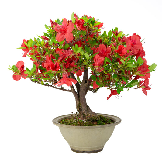 Rhododendron indicum 'Benigasa' (azalée de Satsuki), hauteur ~55cm