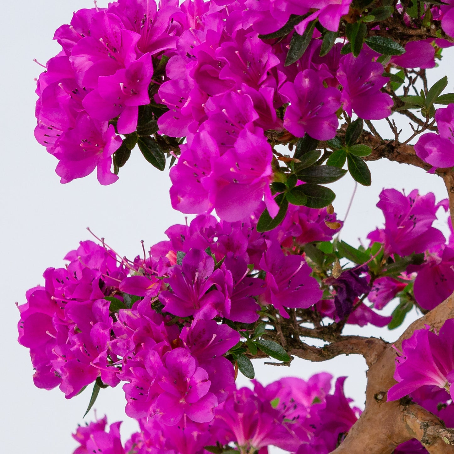 Rhododendron indicum 'Hoshi no Kagayaki' (azalée satsuki), hauteur ~58cm