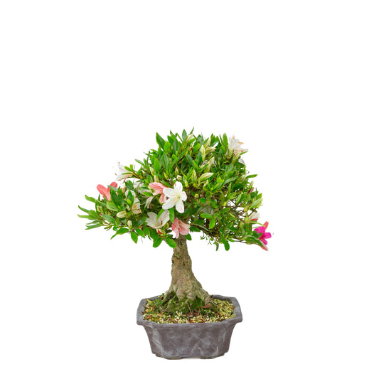 Rhododendron indicum 'Matsuna' (azalée satsuki), hauteur ~34cm