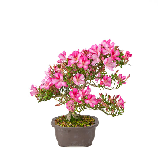 Rhododendron indicum 'Azuma Kagami' (azalée satsuki), hauteur ~37cm