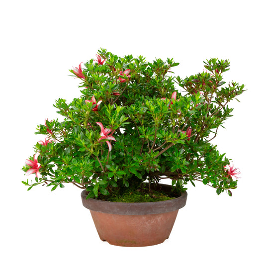 Rhododendron indicum 'Hotarubi' (azalée satsuki), hauteur ~43cm