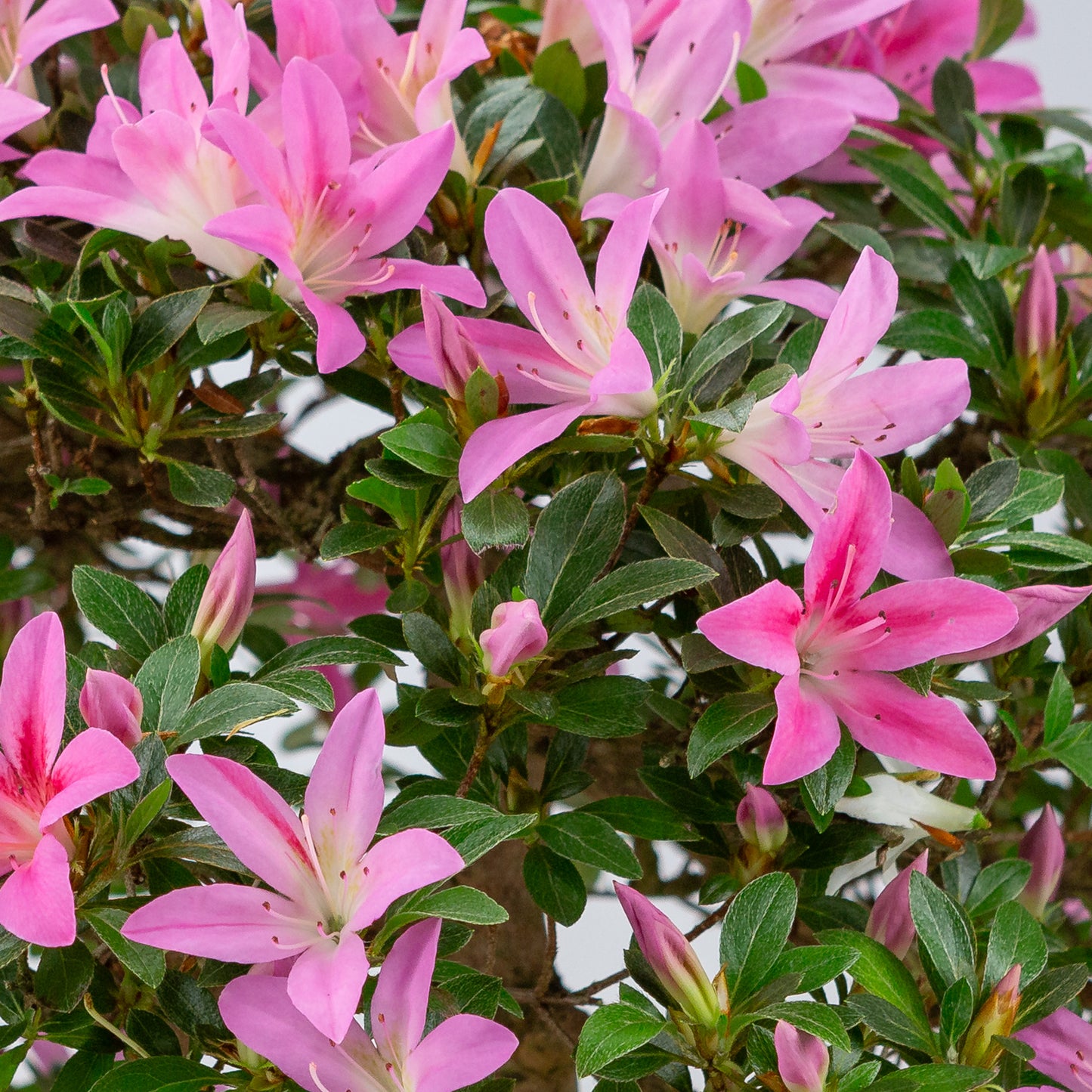 Rhododendron indicum (satsuki azalea), hoogte ~50cm