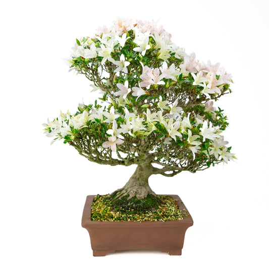 Rhododendron indicum 'Hakutsuru' (azalée satsuki), hauteur ~53cm