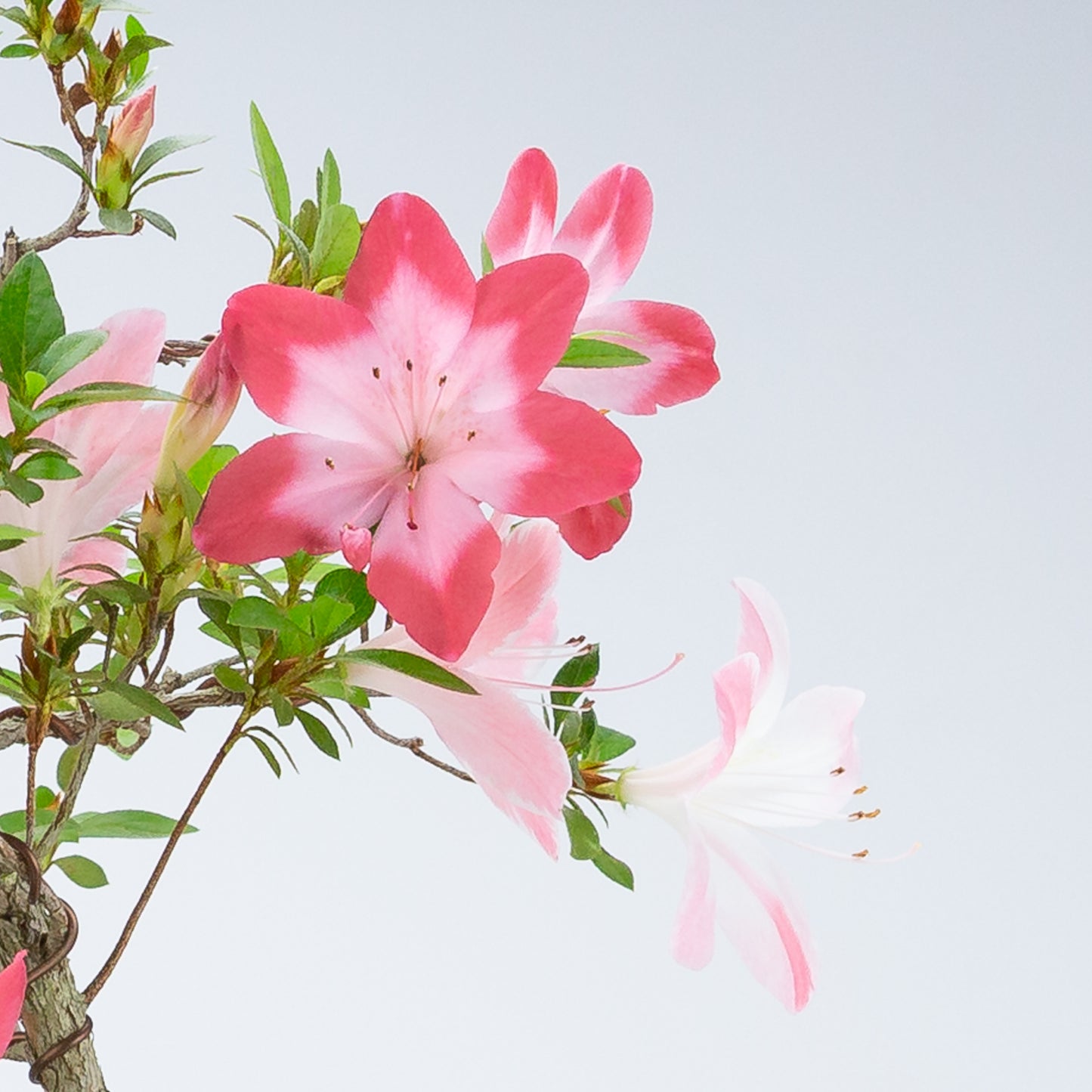 Rhododendron indicum 'Hatsukoi' (satsuki azalea), hoogte ~63cm
