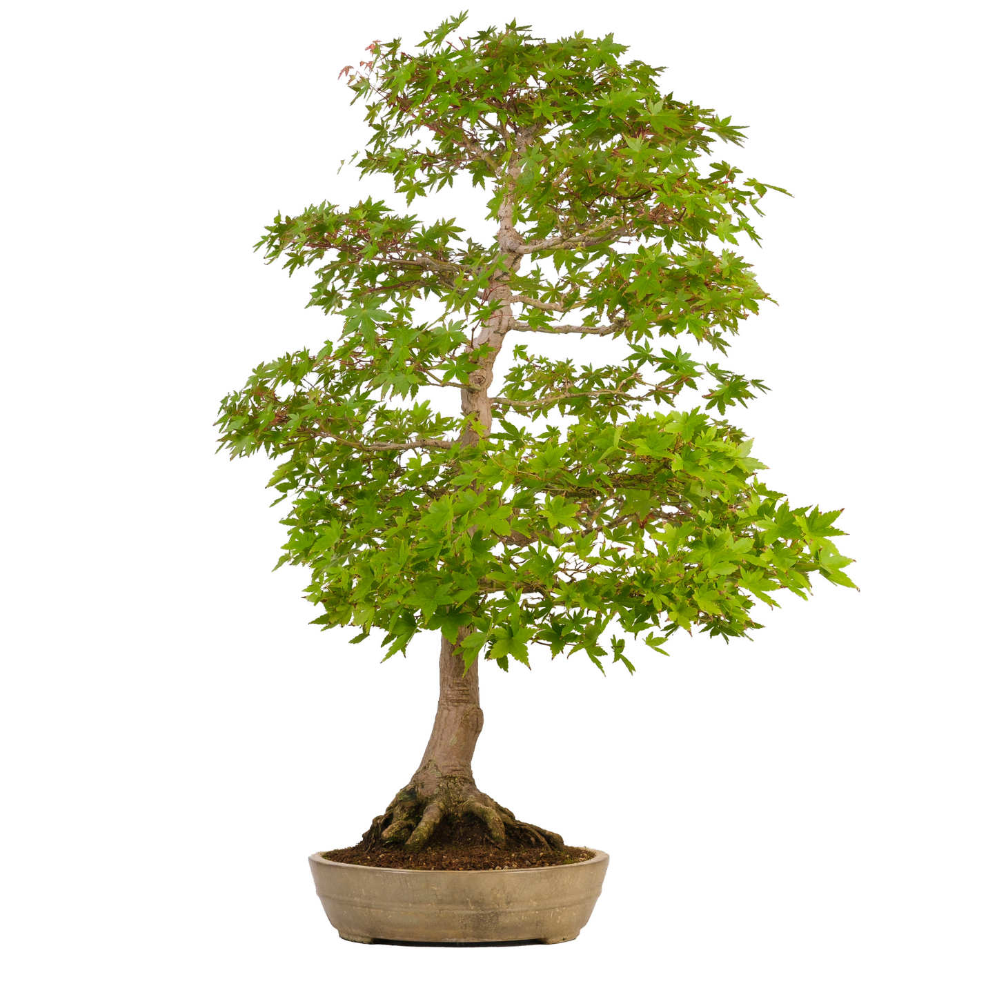 Acer palmatum (Érable japonais) N° 39, hauteur ~90cm