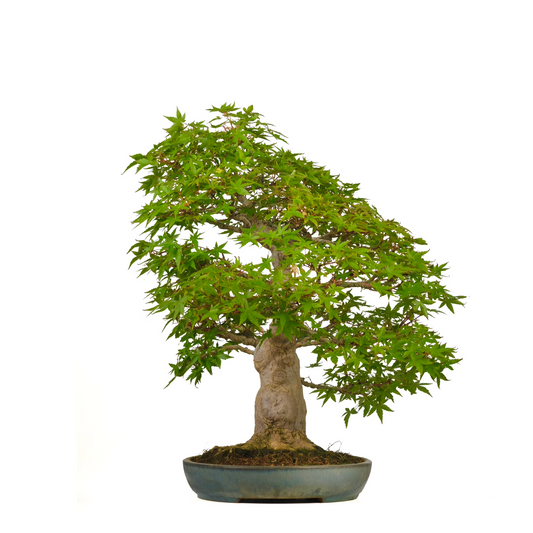 Acer palmatum (Érable japonais) N° 54, hauteur ~65cm