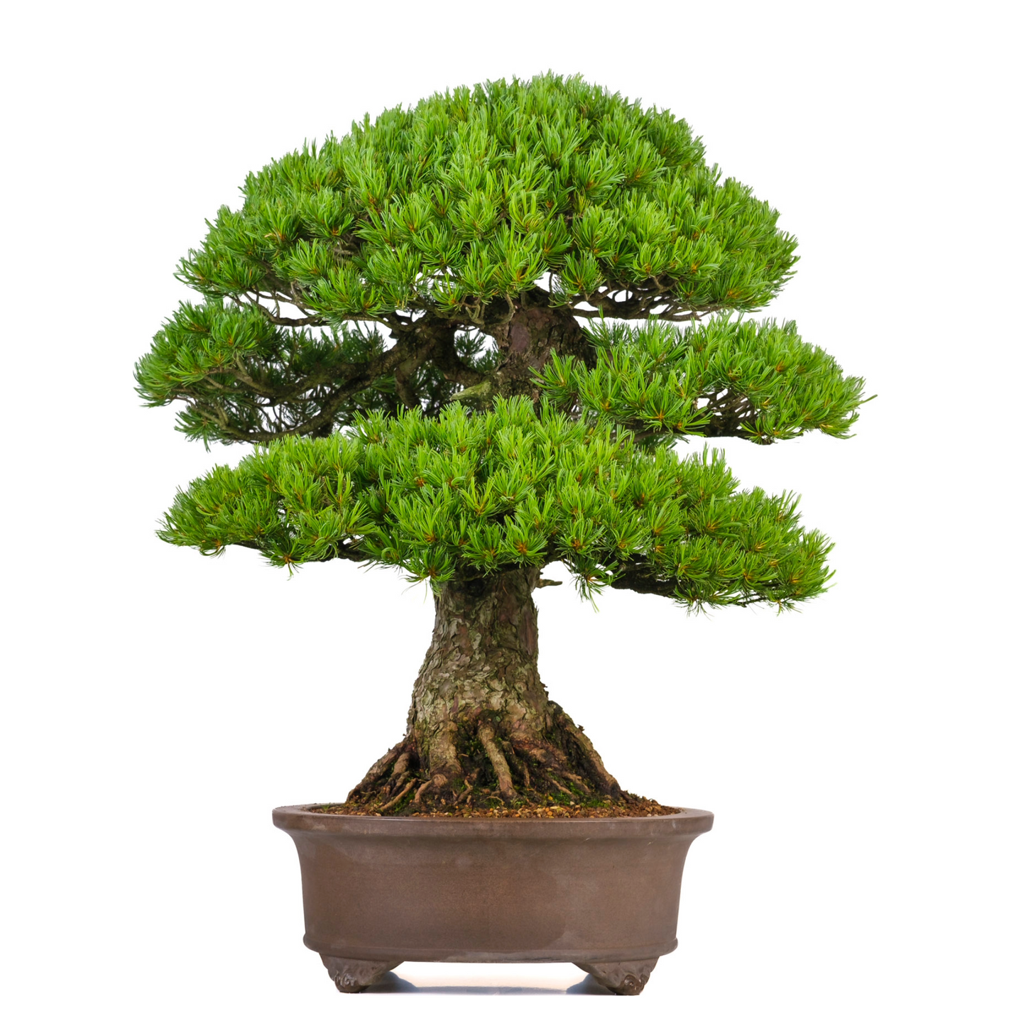 Pinus parviflora (witte den) No. 3, hoogte ~80cm