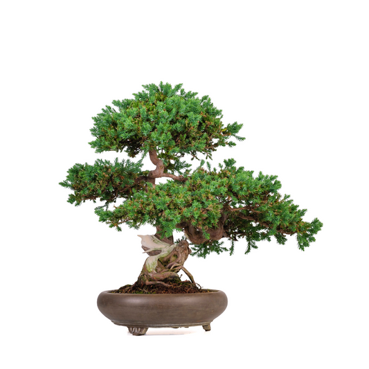 Juniperus procumbens (genévrier) No. 6, hauteur ~50cm