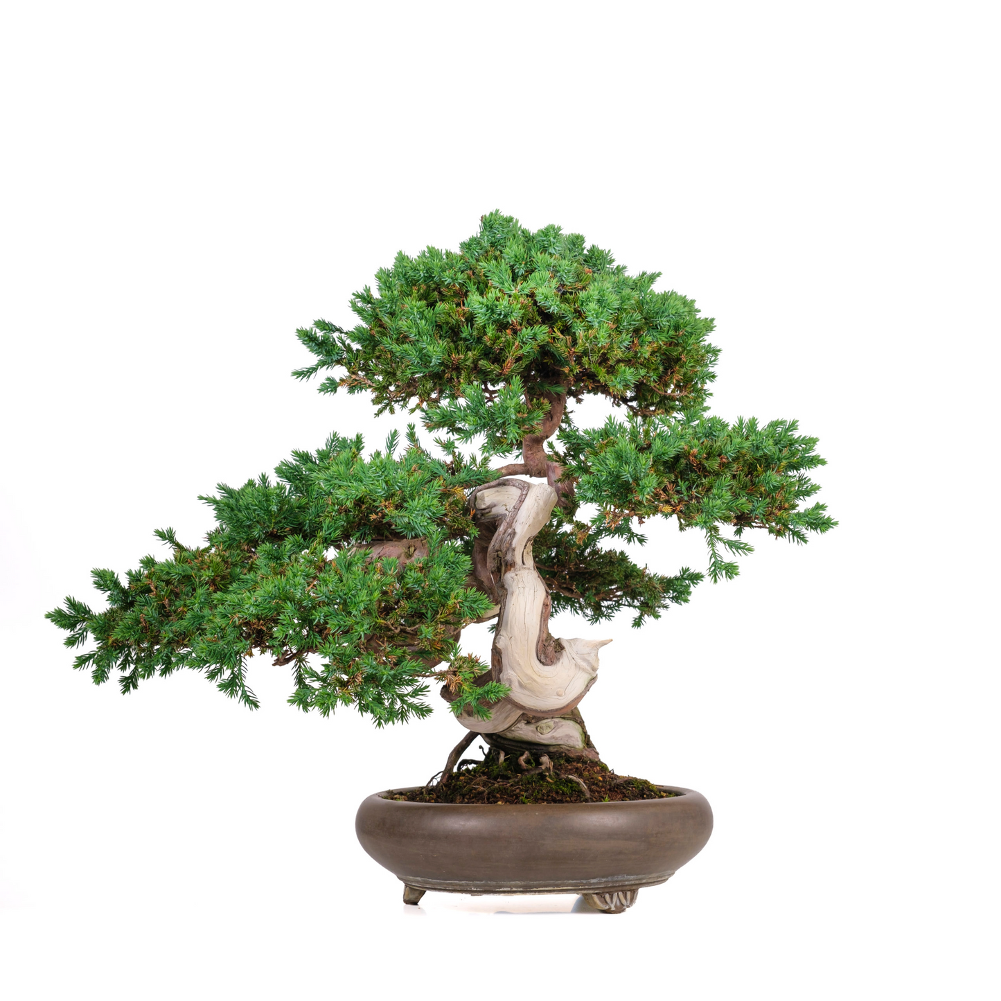 Juniperus procumbens (jeneverbes) No. 6, hoogte ~50cm