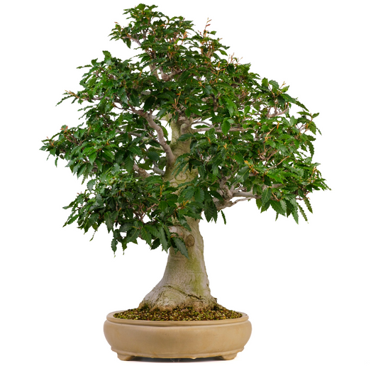 Fagus crenata (Hêtre du Japon) n° 117, hauteur ~95cm