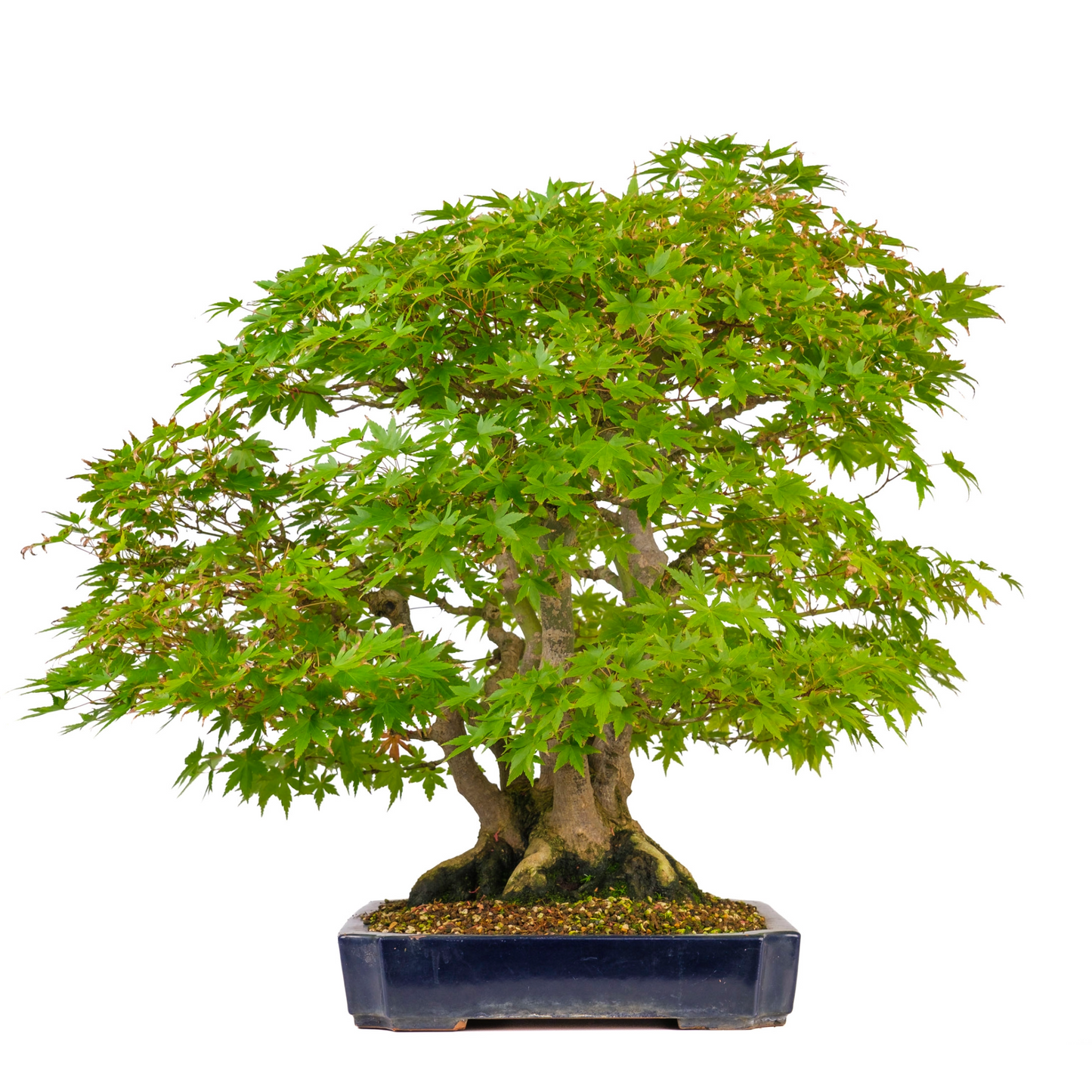 Acer palmatum (Japanse esdoorn) No. 17, hoogte ~66cm