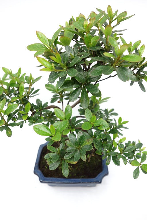 Bonsaï d'extérieur Rhododendron pot rectangulaire bleu 15 cm, hauteur ~ 30 cm