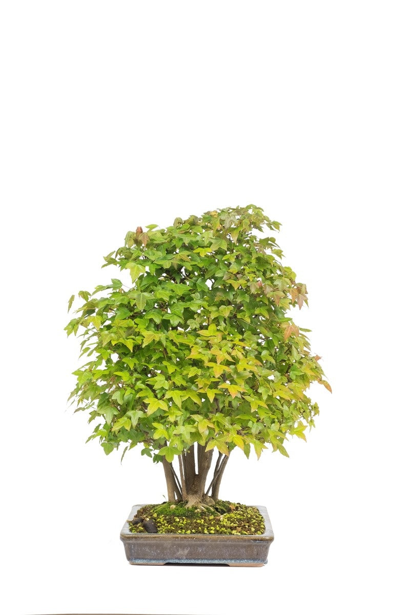 Bonsaï d'extérieur Acer buergerianum pot rectangulaire non émaillé 32 cm, hauteur ~50 cm