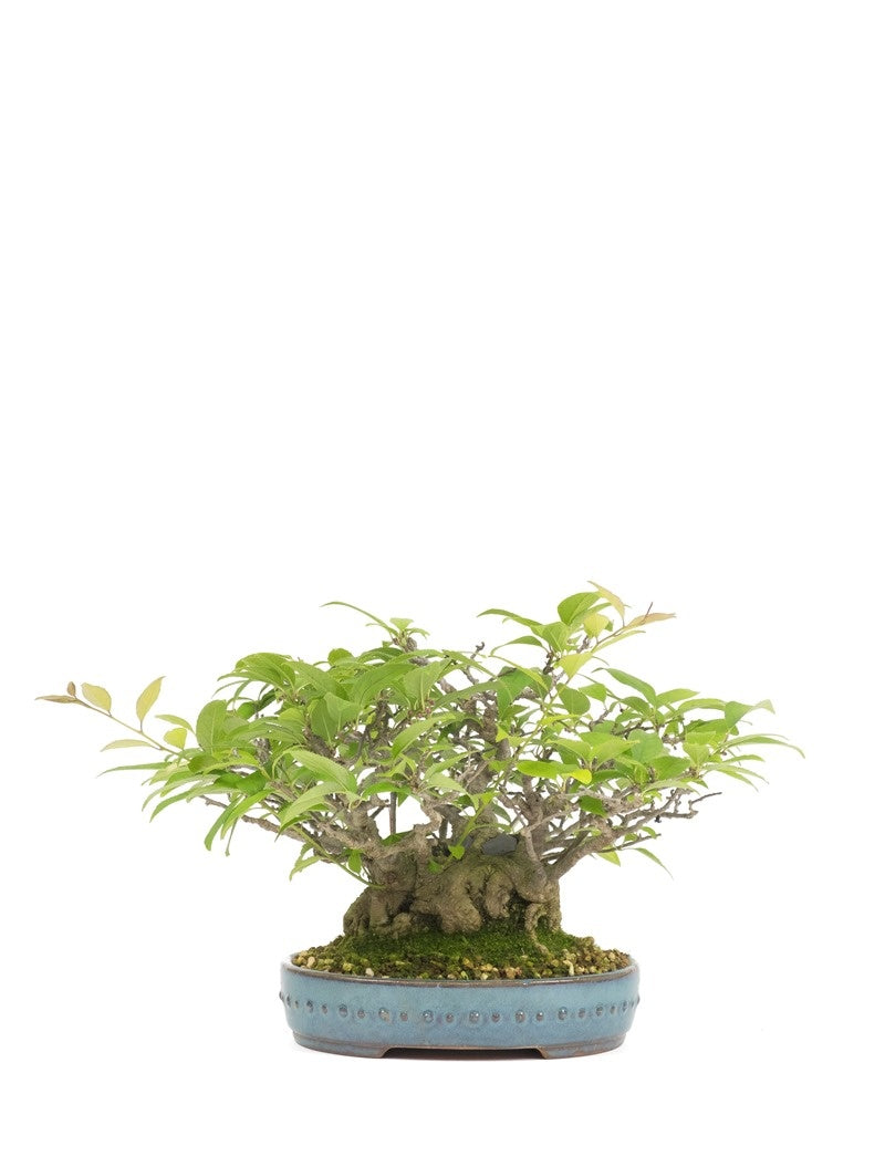 Shohin Bonsai d'extérieur Ilex serrata « Umemodoki » pot ovale vert 18 cm, hauteur ~21 cm