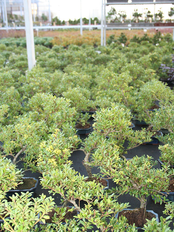 Bonsaï d'extérieur Ilex crenata pot rectangulaire bleu 15 cm, hauteur ~ 24 cm
