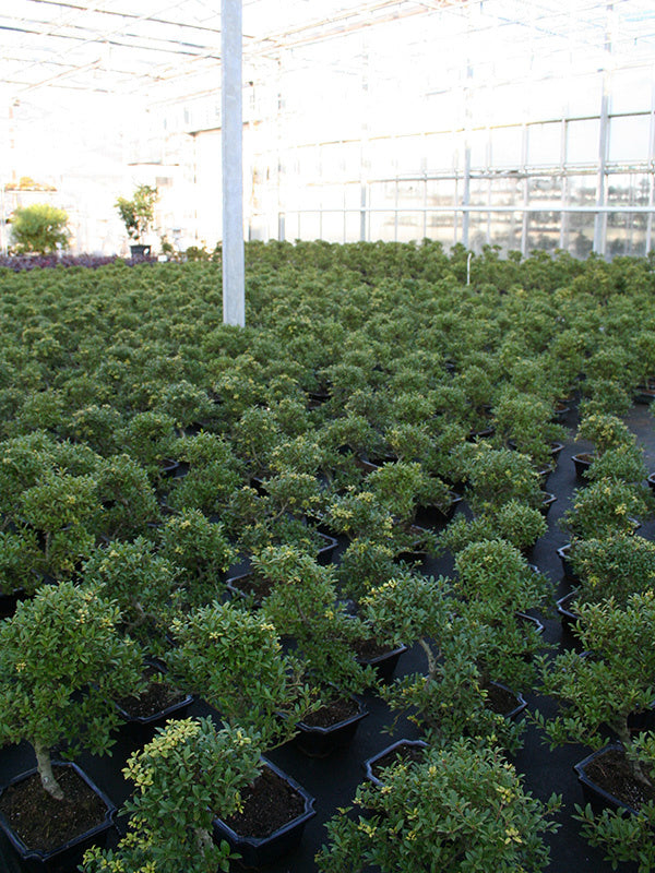 Bonsaï d'extérieur Ilex crenata pot rectangulaire bleu 20 cm, hauteur ~36 cm