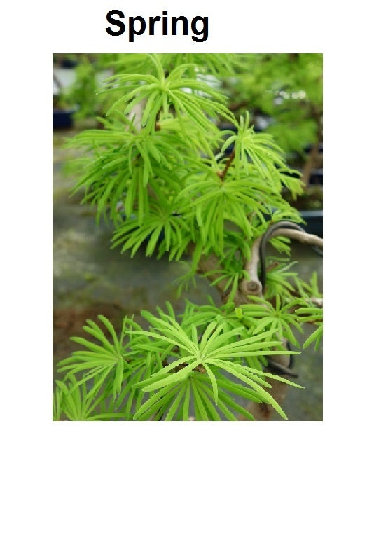 Bonsaï d'extérieur Pseudolarix amabilis forme pot rectangulaire bleu 15 cm, hauteur ~35 cm