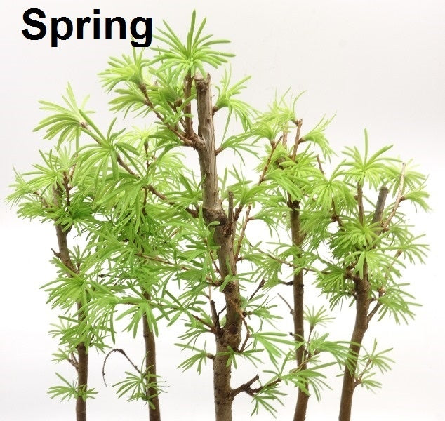 Bonsaï d'extérieur Pseudolarix amabilis pot ovale bleu forêt 29 cm