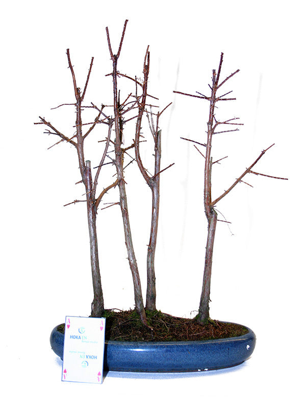 Bonsaï d'extérieur Metasequoia groupe 5 pot ovale 29 cm, hauteur ~35 cm