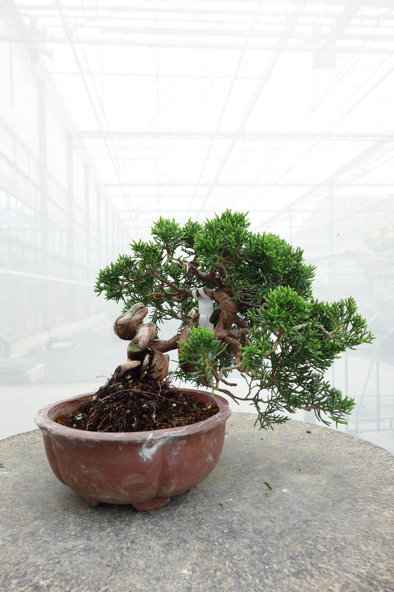 Bonsaï d'extérieur Juniperus chinensis pot rond non émaillé 15 cm, hauteur ~20 cm