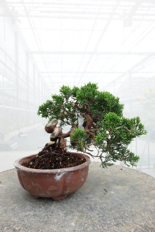 Bonsaï d'extérieur Juniperus chinensis pot rond non émaillé 15 cm, hauteur ~20 cm