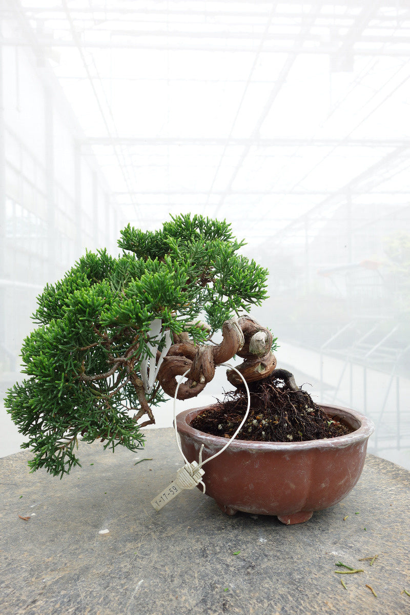 Bonsaï d'extérieur Juniperus chinensis, pot rond non émaillé de 15 cm, hauteur ~20 cm