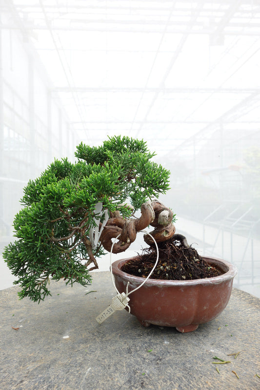 Bonsaï d'extérieur Juniperus chinensis, pot rond non émaillé de 15 cm, hauteur ~20 cm