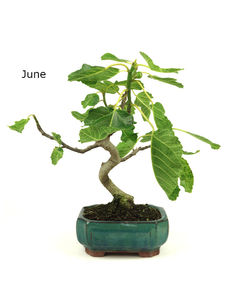 Bonsaï d'extérieur Ficus carica pot vert Mokko 15 cm, hauteur 36 cm