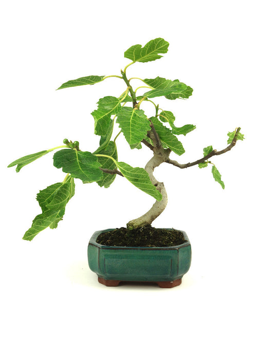 Bonsaï d'extérieur Ficus carica pot vert Mokko 15 cm, hauteur 36 cm