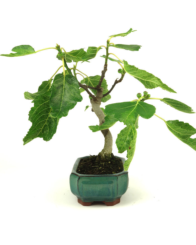 Bonsaï d'extérieur Ficus carica vert, pot Mokko 15 cm, hauteur 36 cm