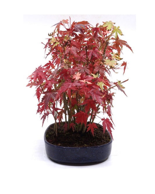 Bonsaï d'extérieur Acer palmatum pot ovale bleu en plastique 22 cm, hauteur 32 cm