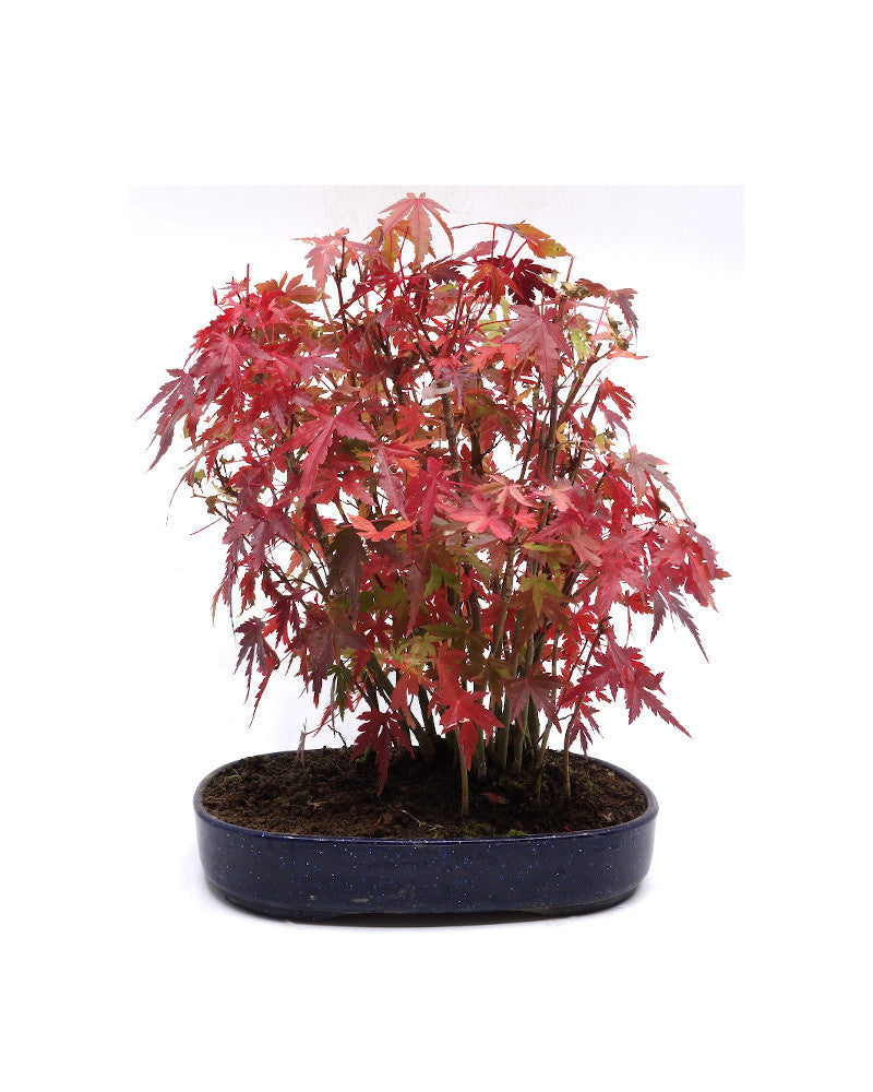 Bonsaï d'extérieur Acer palmatum, pot ovale bleu en plastique de 22 cm, hauteur 32 cm