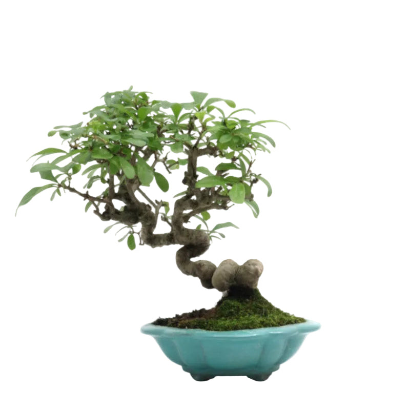 Bonsaï d'extérieur Shohin Ligustrum obtusifolium, pot bleu 17 cm, hauteur 25 cm